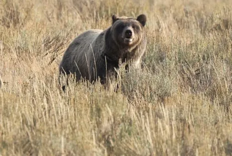 Hiker Attacked by Wild Animal in National Park Flown to Trauma Center