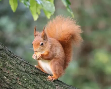 Red Squirrels Prospering on Isle of Wight with Opportunity to Grow Significantly, Research Reveals