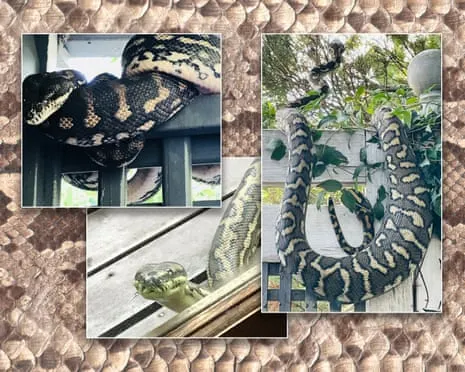 Embracing the Reptiles in My Ceiling: An Evolution from Fear to Respect