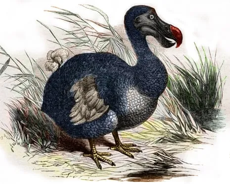 Researchers Claim They Have Achieved a ‘Major Breakthrough’ in Bringing Back the Flightless Species for the First Time in Multiple Generations
